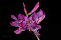 Hedysarum kumaonense